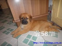 Purebred Mastiff puppies for sale - male and female