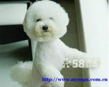 Purebred Bichon Frise puppies - 2 months old