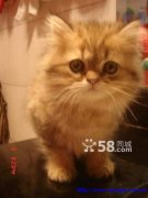 Purebred Chinchilla Persian kittens - 4 available