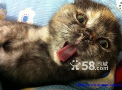 Scottish Fold kitten - female