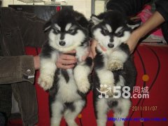 Alaskan Malamute puppies - 2 months old