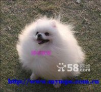 Pomeranian puppies - truly beautiful
