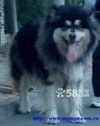 Show-quality Alaskan Malamute puppies for sale