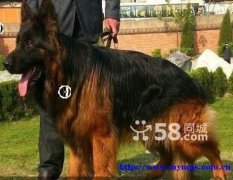 $800 German Shepherd - selling for 2 days only
