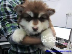 Premium red-cross Alaskan Malamute puppies