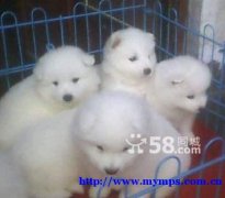 Samoyed and Golden Retriever puppies - 1 month